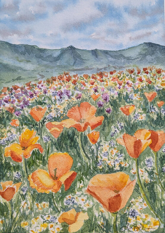 California Poppies, 2025